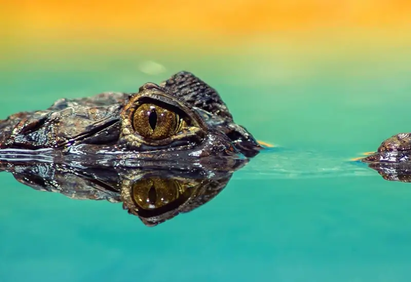 A caiman with its eyes out of water that is reflecting a colorful sunset
